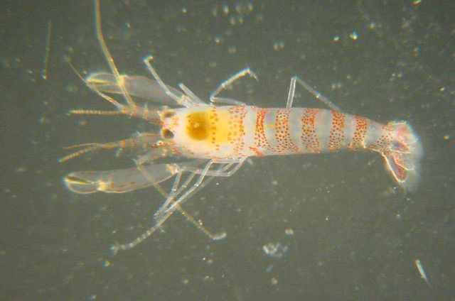 Charleston Bump Expedition Picture