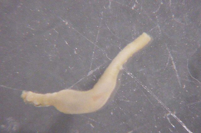 Charleston Bump Expedition Picture