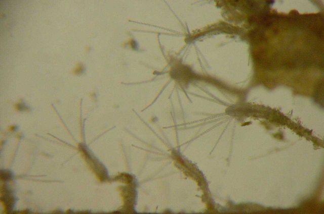 Charleston Bump Expedition Picture