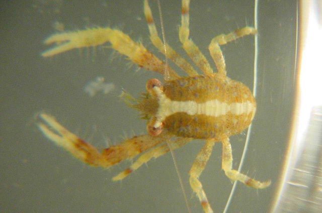 Charleston Bump Expedition Picture