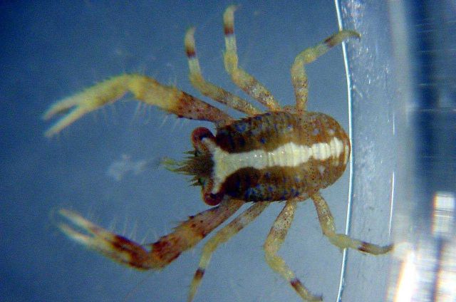 Charleston Bump Expedition Picture