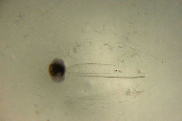 Charleston Bump Expedition Picture