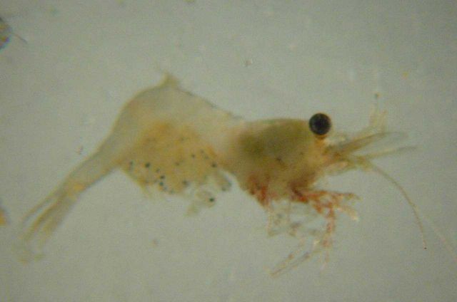 Charleston Bump Expedition Picture