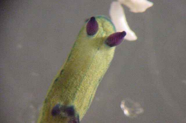 Charleston Bump Expedition Picture