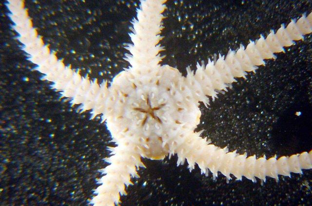 Charleston Bump Expedition Picture