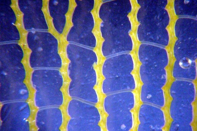 Charleston Bump Expedition Picture