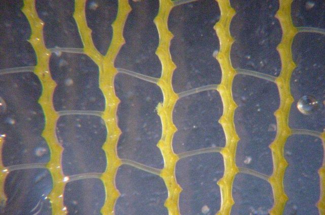 Charleston Bump Expedition. Picture