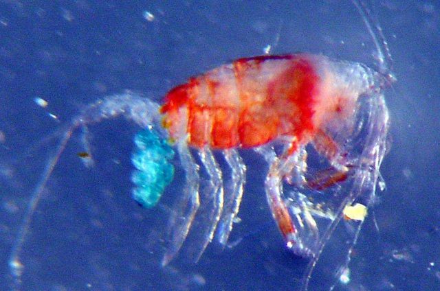 Charleston Bump Expedition Picture