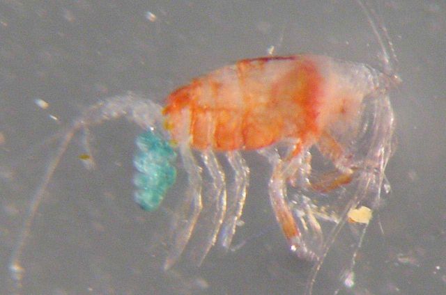 Charleston Bump Expedition. Picture