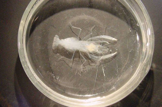 Charleston Bump Expedition. Picture