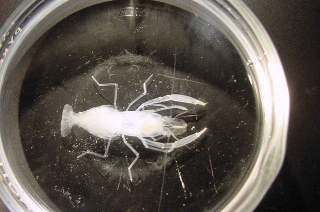 Charleston Bump Expedition. Picture