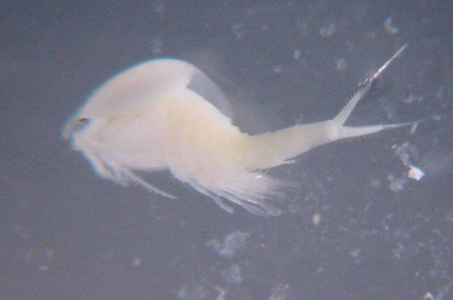 Charleston Bump Expedition. Picture