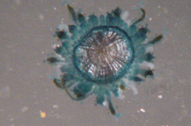 Charleston Bump Expedition. Picture