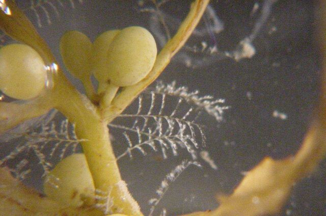 Charleston Bump Expedition. Picture