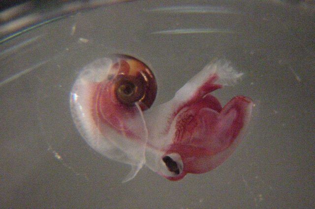 Charleston Bump Expedition. Picture