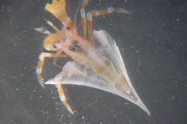 Charleston Bump Expedition. Picture