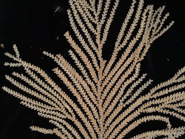 Charleston Bump Expedition Corals. Picture
