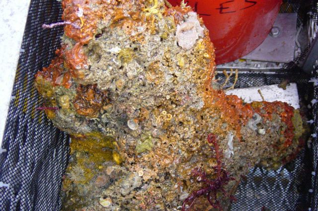 Charleston Bump Expedition Rocks Picture