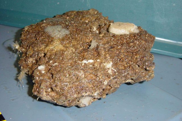 Charleston Bump Expedition Rocks Picture