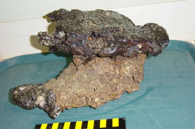 Charleston Bump Expedition Rocks Picture