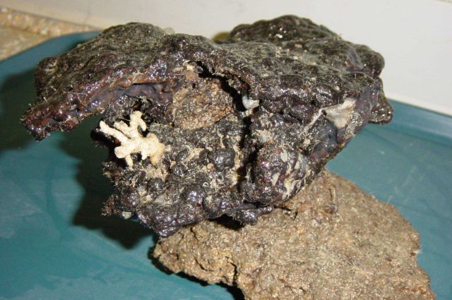 Charleston Bump Expedition Rocks Picture