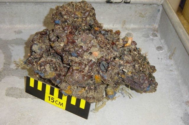 Charleston Bump Expedition Rocks Picture
