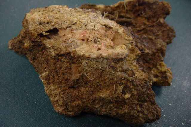 Charleston Bump Expedition Rocks Picture