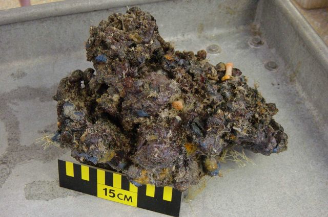 Charleston Bump Expedition Rocks Picture
