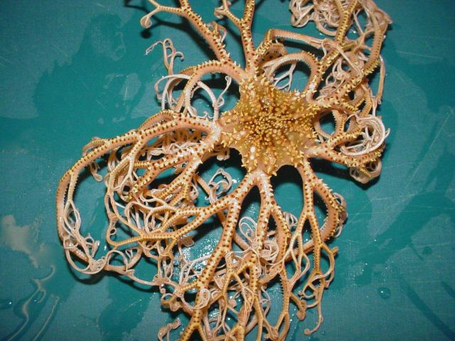 Charleston Bump Expedition Marine Organisms Picture