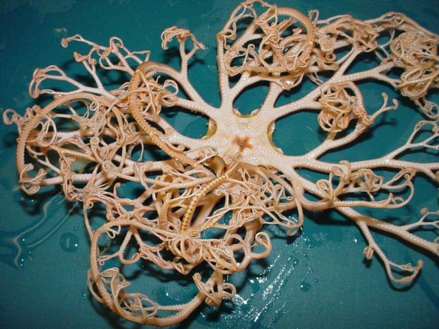 Charleston Bump Expedition Marine Organisms Picture