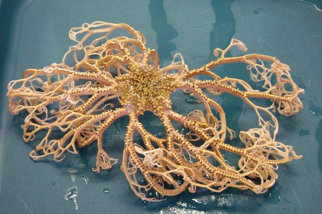 Charleston Bump Expedition Marine Organisms Picture
