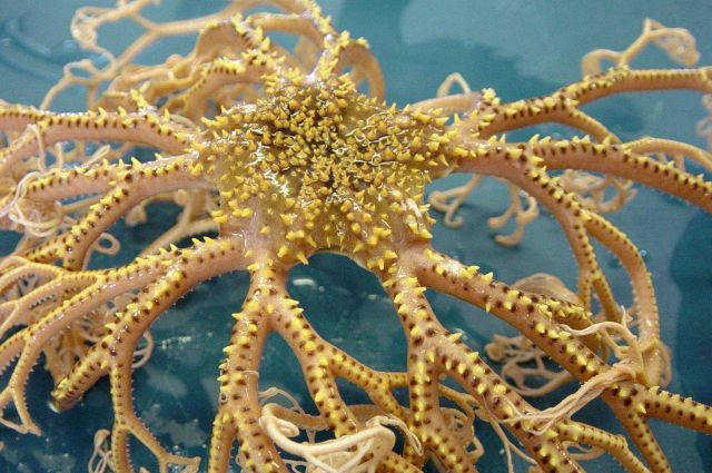 Charleston Bump Expedition Marine Organisms Picture