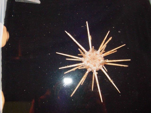 Charleston Bump Expedition Marine Organisms Picture