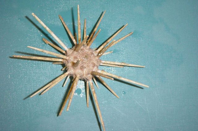 Charleston Bump Expedition Marine Organisms Picture