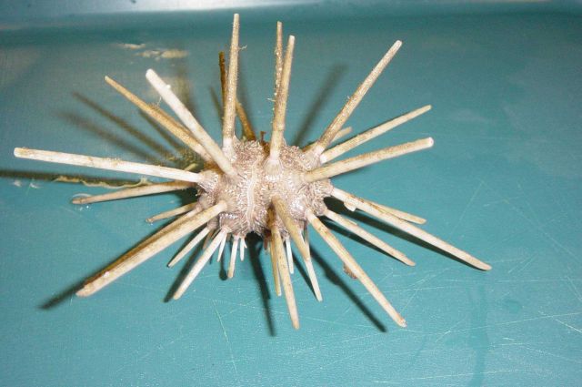 Charleston Bump Expedition Marine Organisms Picture