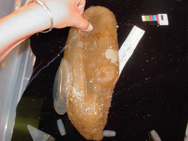Charleston Bump Expedition Marine Organisms. Picture