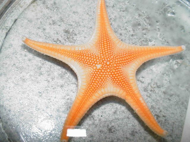 Charleston Bump Expedition Marine Organisms Picture