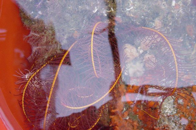 Charleston Bump Expedition Marine Organisms. Picture