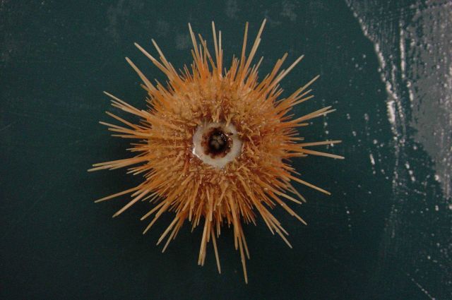 Charleston Bump Expedition Marine Organisms. Picture