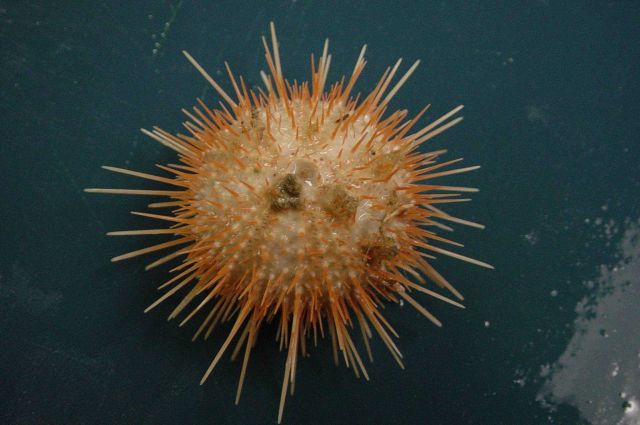 Charleston Bump Expedition Marine Organisms Picture