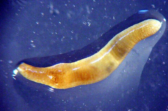 Charleston Bump Expedition Marine Organisms Picture