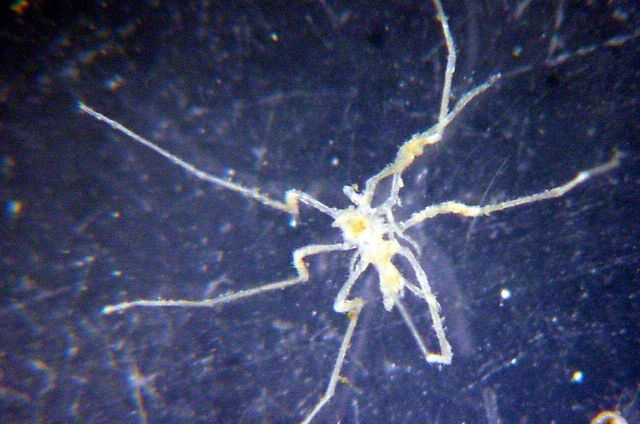 Charleston Bump Expedition Marine Organisms Picture