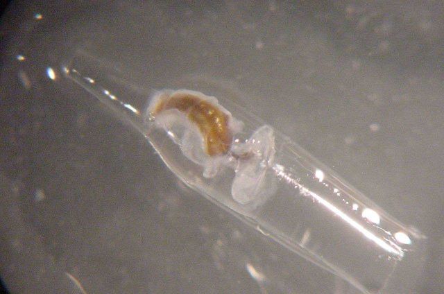 Charleston Bump Expedition Marine Organisms. Picture