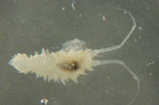 Charleston Bump Expedition Marine Organisms Picture