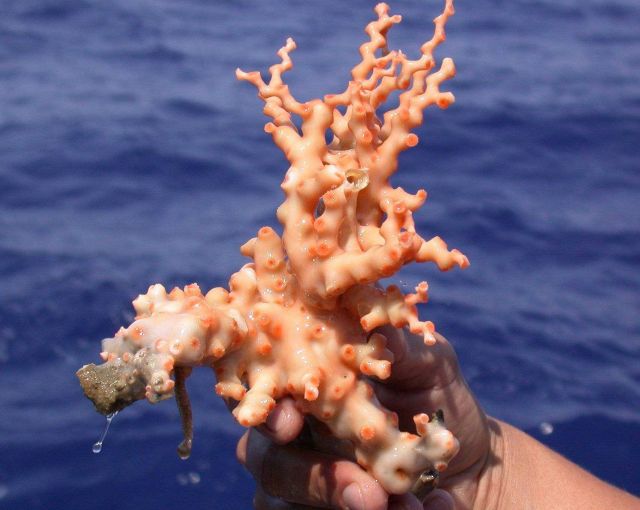 This beautiful pale orange coral was collected at the Lophelia coral banks Picture