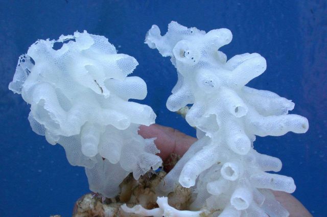 These are deep sea glass sponges retrieved at 1400 feet Picture