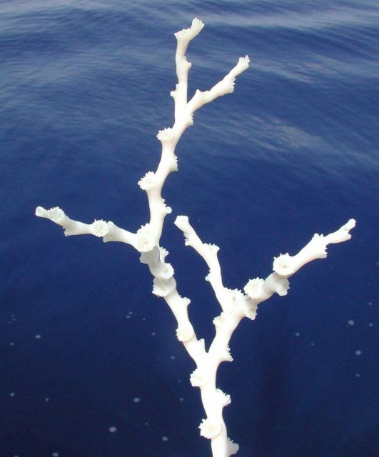 This is a healthy branch of Lophelia coral sampled from the deep ocean reefs off the coast of South Carolina Picture