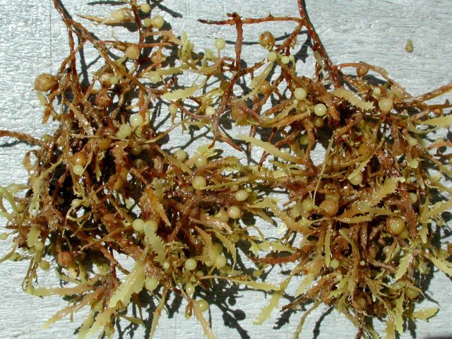 A small mass of sargassum weed Picture