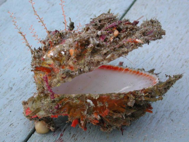 This deep sea scallop shell was retrieved by the Johnson-Sea-Link II submersible during a dive at an area off the South Carolina coast called 