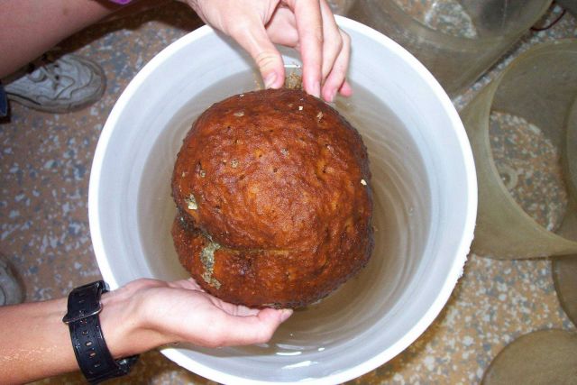 A large softball-sized sponge Picture